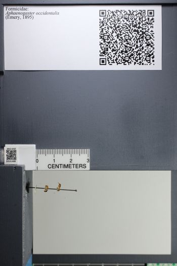 Media type: image;   Entomology 531686